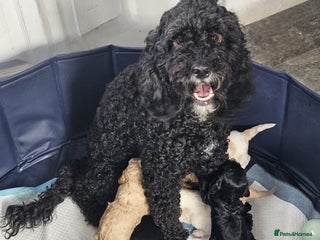 Cockapoo dogs 5 months old Cockerpoo - Advert 1