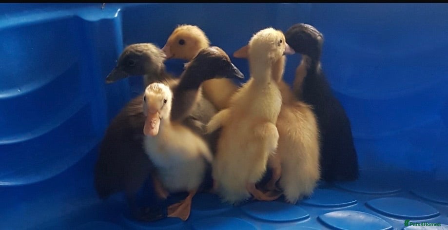 Ducks poultry Indian runner ducklings available  - Advert 1