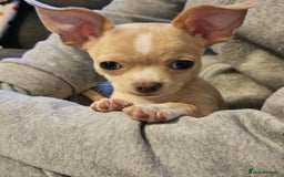 Chihuahua dogs for sale: co 15-Week-Old Chihuahua Puppy - Nancy  - Image 5