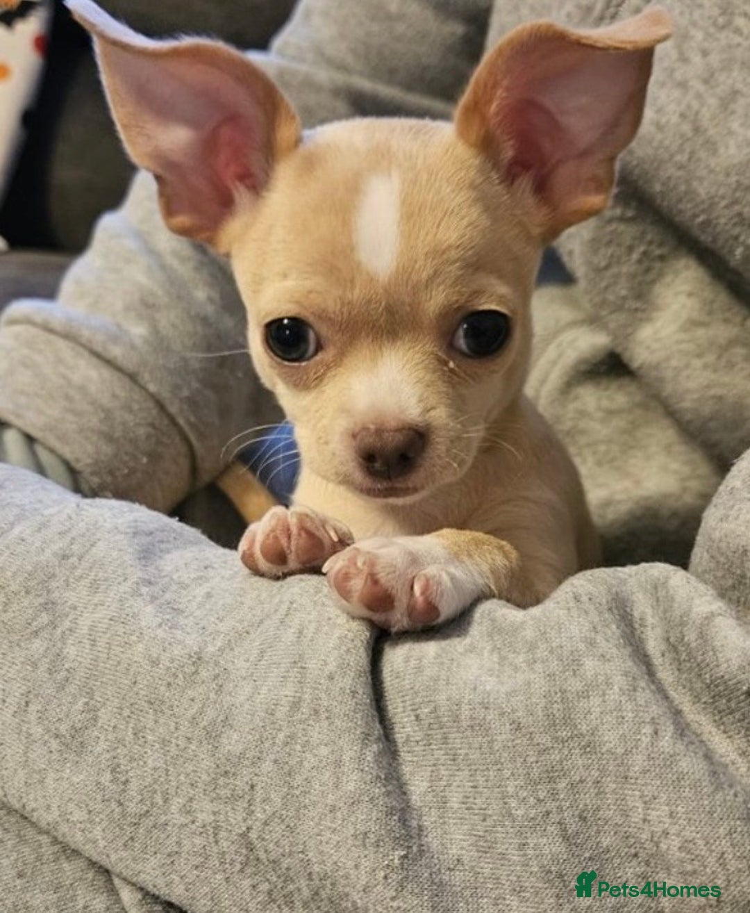Chihuahua dogs for sale: co 15-Week-Old Chihuahua Puppy - Nancy  - Image 5