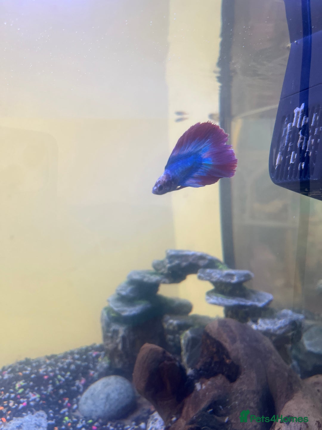 Other/Mixed Breed fish for sale: Fish tank and 4 fish  - Image 4