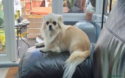 Chihuahua dogs for sale: Beautiful Spayed girl 5 years old - Image 4