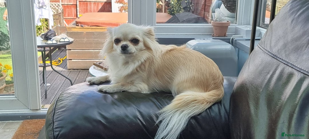 Chihuahua dogs for sale: Beautiful Spayed girl 5 years old - Image 4