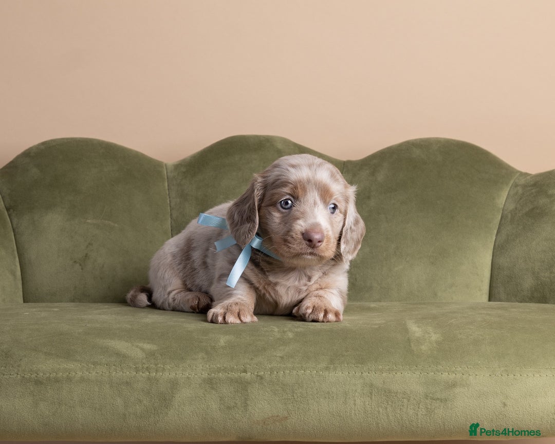 Miniature Dachshund dogs for sale: Miniature ( kaninchen) Long-Haired Dachshund  - Image 5
