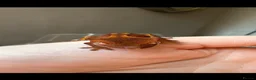 Gecko reptiles for sale: Crested gecko babies  - Advert 16