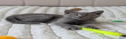 British Shorthair cats for sale: 💙Gorgeous British Shorthair / Longhair Kittens 💙 - Advert 14