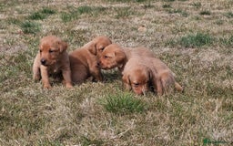 Labrador Retriever dogs for sale: Red Fox Labrador Puppies–Ready from 26th September - Image 17
