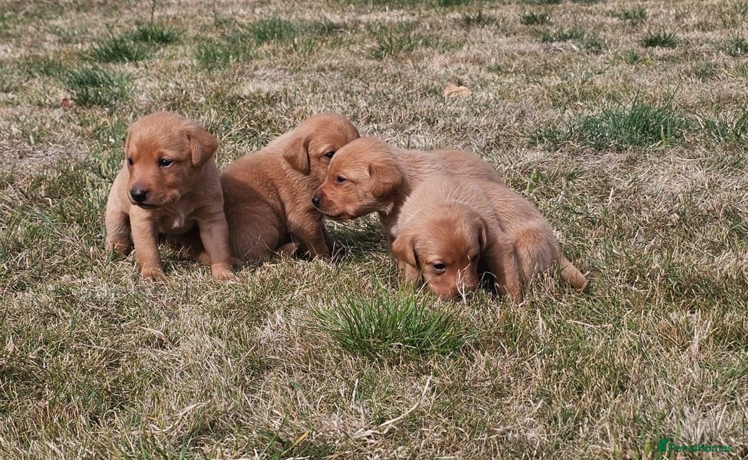 Labrador Retriever dogs for sale: Red Fox Labrador Puppies–Ready from 26th September - Image 17