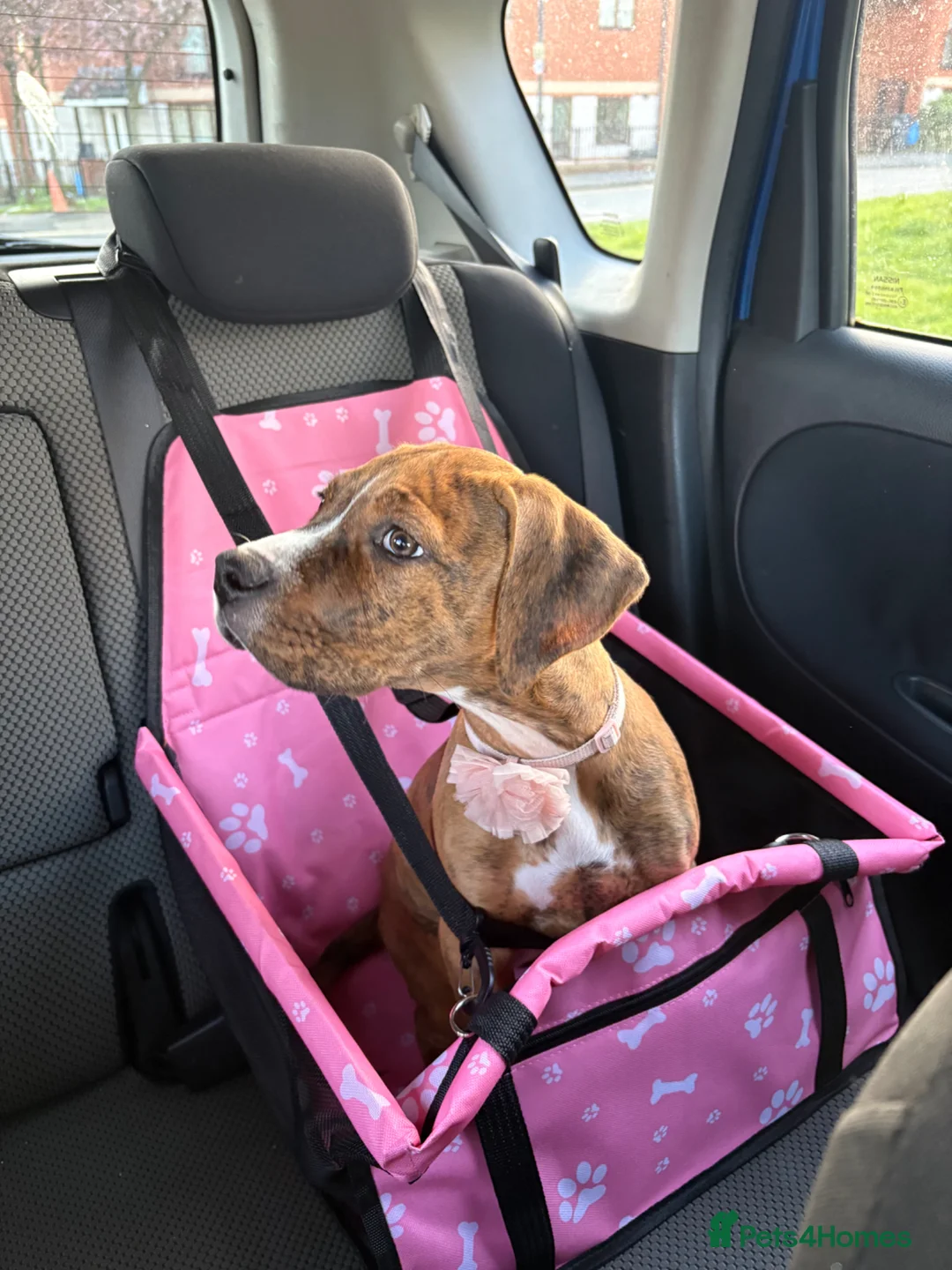 Mixed Breed dogs for sale: Willow  - Advert 2