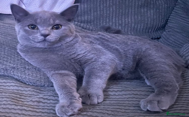 British Shorthair cats - Advert 4
