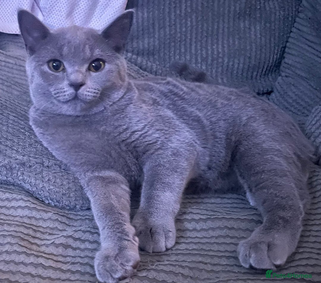 British Shorthair cats for sale: Stunning British short hair male - Image 1