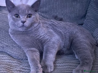 British Shorthair cats - Advert 19