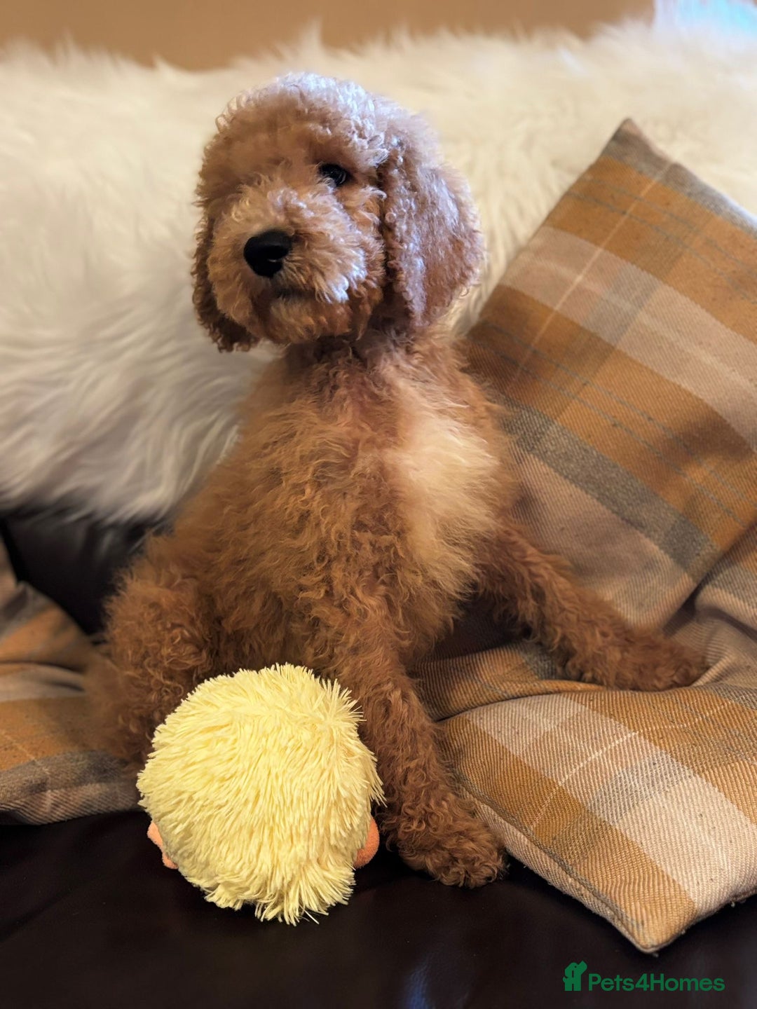 Bernedoodle dogs for sale: Bernedoodle standard F1b pups fluffy teddy bears - Advert 6