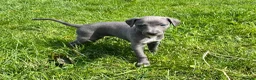 Whippet dogs for sale: *Sold* Exceptional KC Blue Whippet Puppy  - Advert 3
