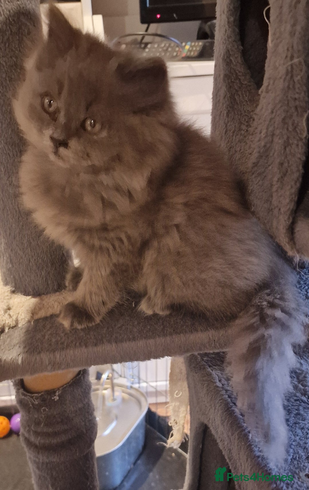 British Longhair cats for sale: Blue & Lilac Gorgeous British longhair kittens - Image 19