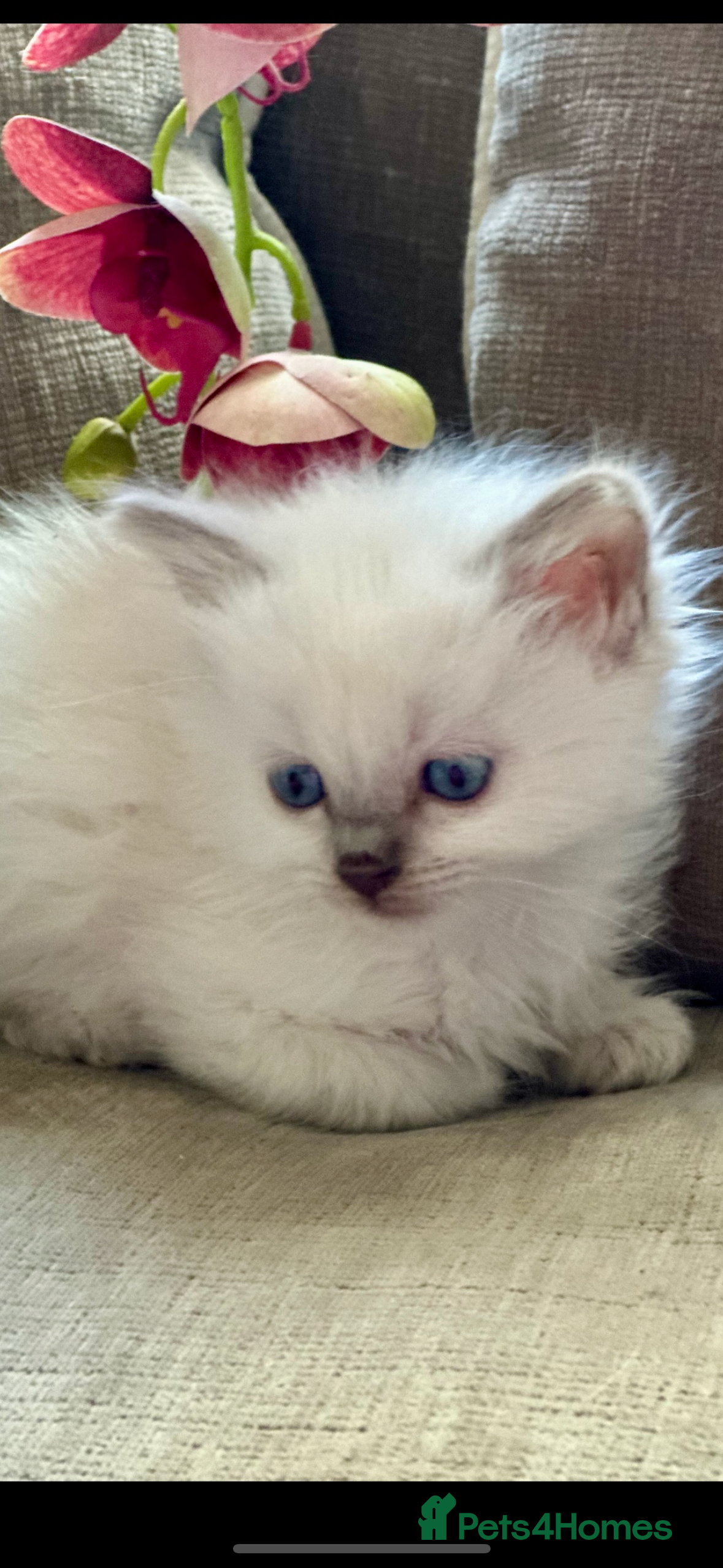 Ragdoll cats 💙 Stunning blue point boy 💙 - Advert 7