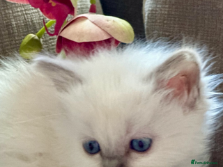 Ragdoll cats 💙 Stunning blue point boy 💙 - Advert 7