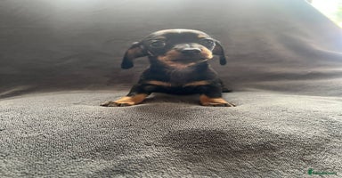 Miniature Dachshund dogs - Advert 12