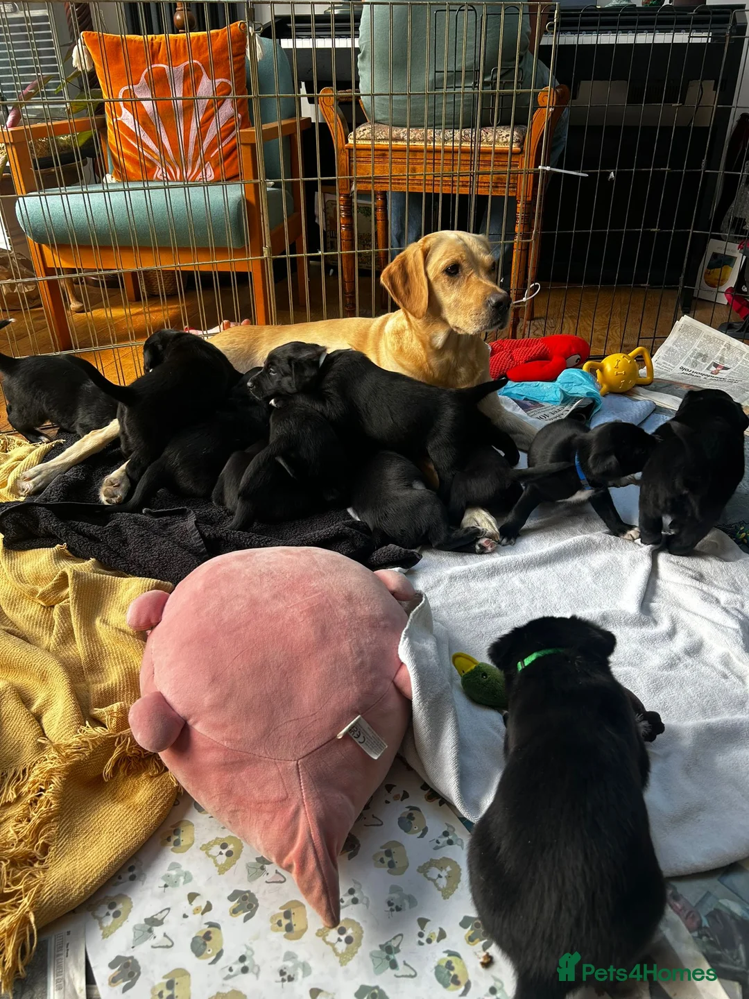 Borador dogs for sale: Borador Puppies  in York - Advert 1
