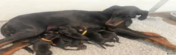 Dobermann dogs for sale: World champion Dobermanns available - Advert 6