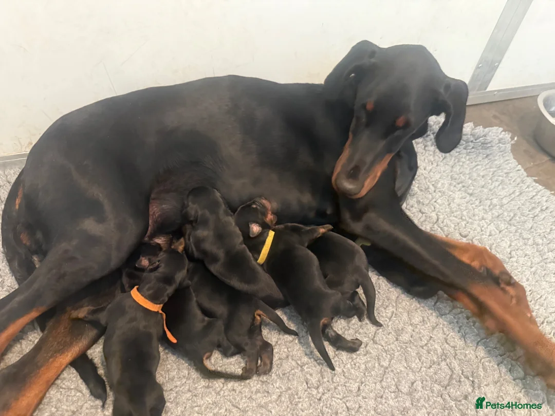 Dobermann dogs for sale: World champion Dobermanns available - Advert 6