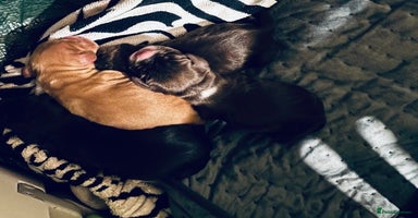 Cocker Spaniel dogs 🐶 COCKER SPANIEL PUPPIES 🐶  - Advert 12