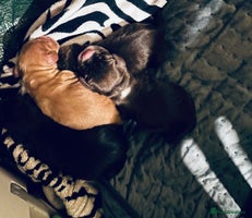 Cocker Spaniel dogs 🐶 COCKER SPANIEL PUPPIES 🐶 - Advert 12