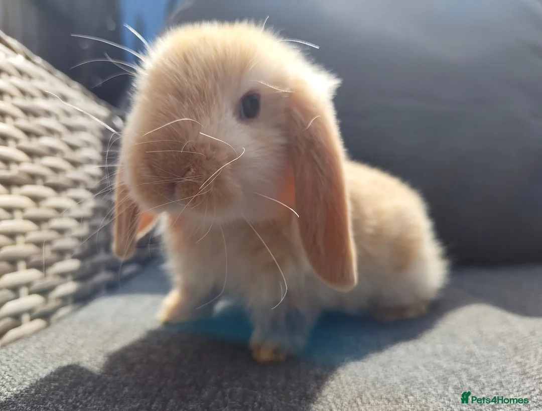 Mini Lop rabbits for sale: Beautiful lightly marked harlequin buck  - Advert 2