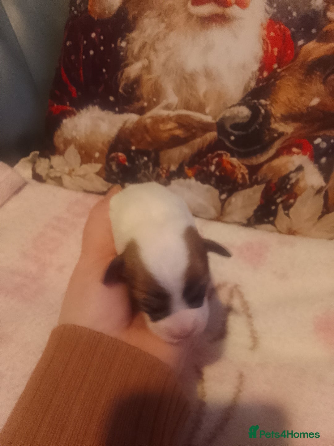 Jack Russell dogs for sale: Jack Russell 5 boy's - Advert 10