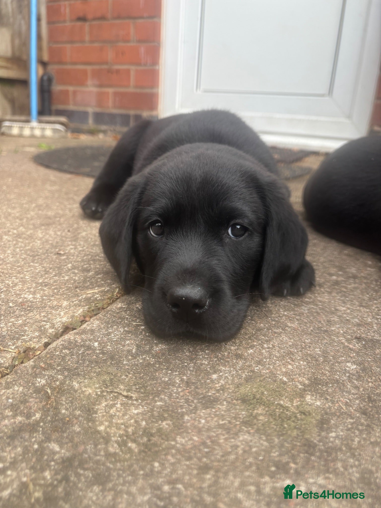 Labrador Retriever dogs Black Labrador pups, KC, dna tests, great scores - Advert 1