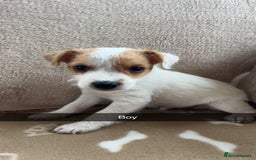 Jack Russell dogs for sale: beautiful jack Russell puppies - Image 4