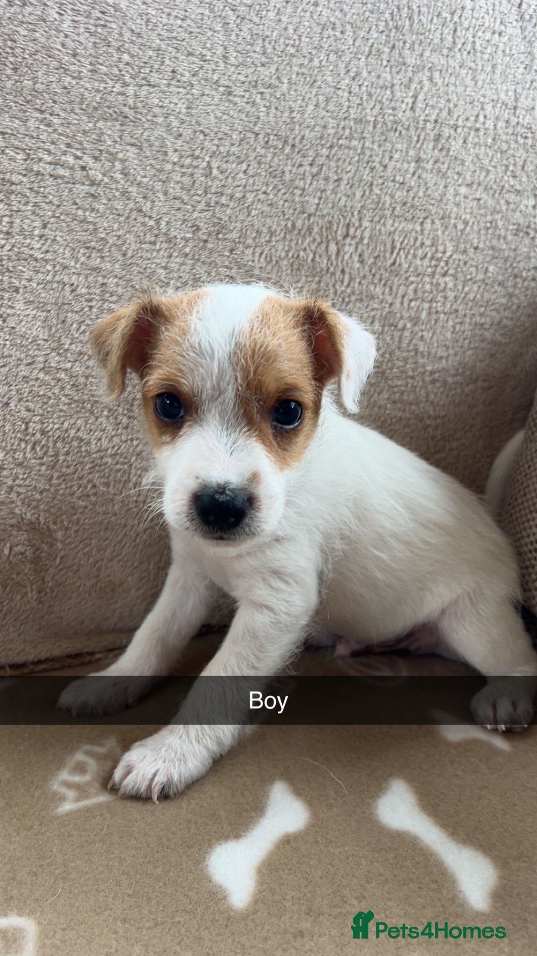 Jack Russell dogs for sale: beautiful jack Russell puppies - Image 4