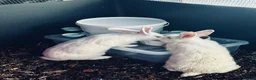 New Zealand rabbits for sale: Purebred New Zealand Rabbits Socialized & Healthy - Advert 4