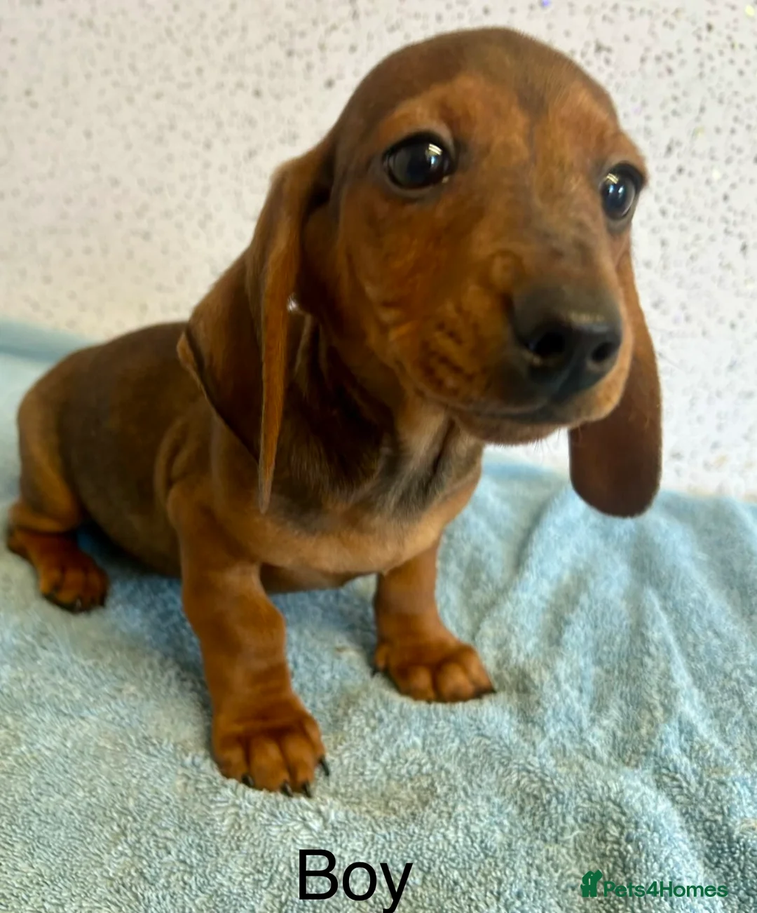 Miniature Dachshund dogs for sale: Stunning miniature dachshunds  - Advert 2