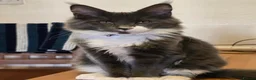 Maine Coon cats for sale: ❤️ TICA Registered Maine Coon Kittens Ready Now ❤️ - Advert 10