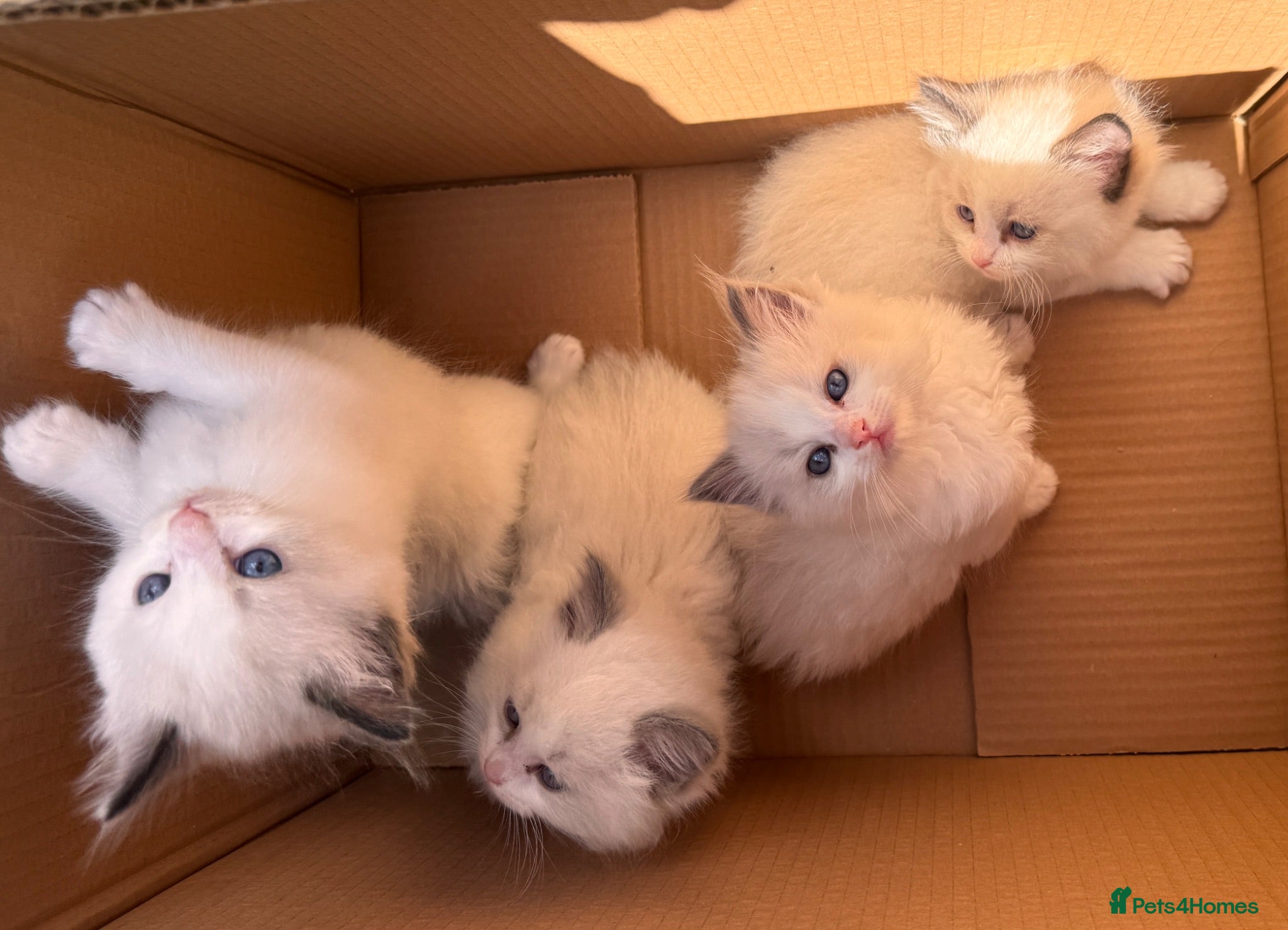 Ragdoll cats Bicolour ragdoll kittens and mum for sale - Advert 1