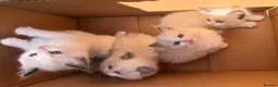 Ragdoll cats for sale: Bicolour ragdoll kittens and mum for sale - Advert 1