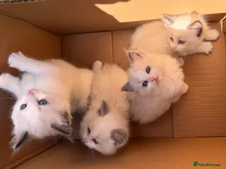 Ragdoll cats Bicolour ragdoll kittens and mum for sale - Advert 3