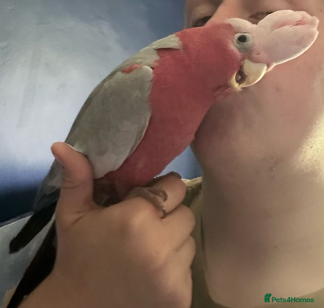 Parrots birds for sale: Galah cockatoo  - Image 3