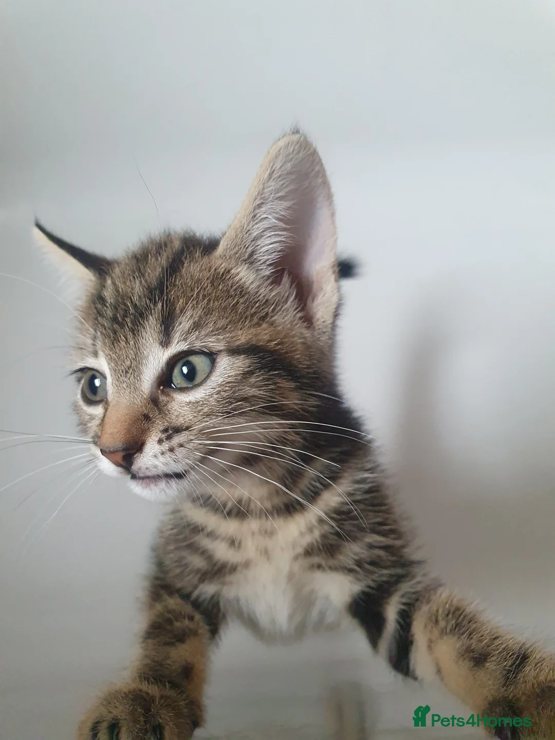Mixed Breed cats for sale: Tabby Kittens For Sale! - Advert 2