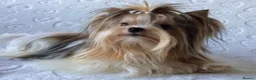 Yorkshire Terrier dogs for sale: Tiny Biewer Yorkshire Terrier Boy – DNA Tested - Advert 8