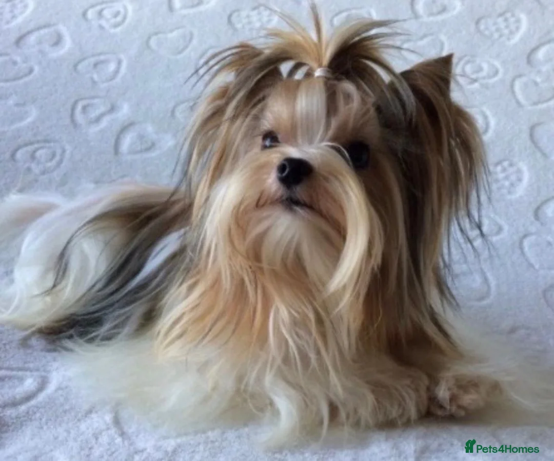 Yorkshire Terrier dogs for sale: Tiny Biewer Yorkshire Terrier Boy – DNA Tested - Advert 8