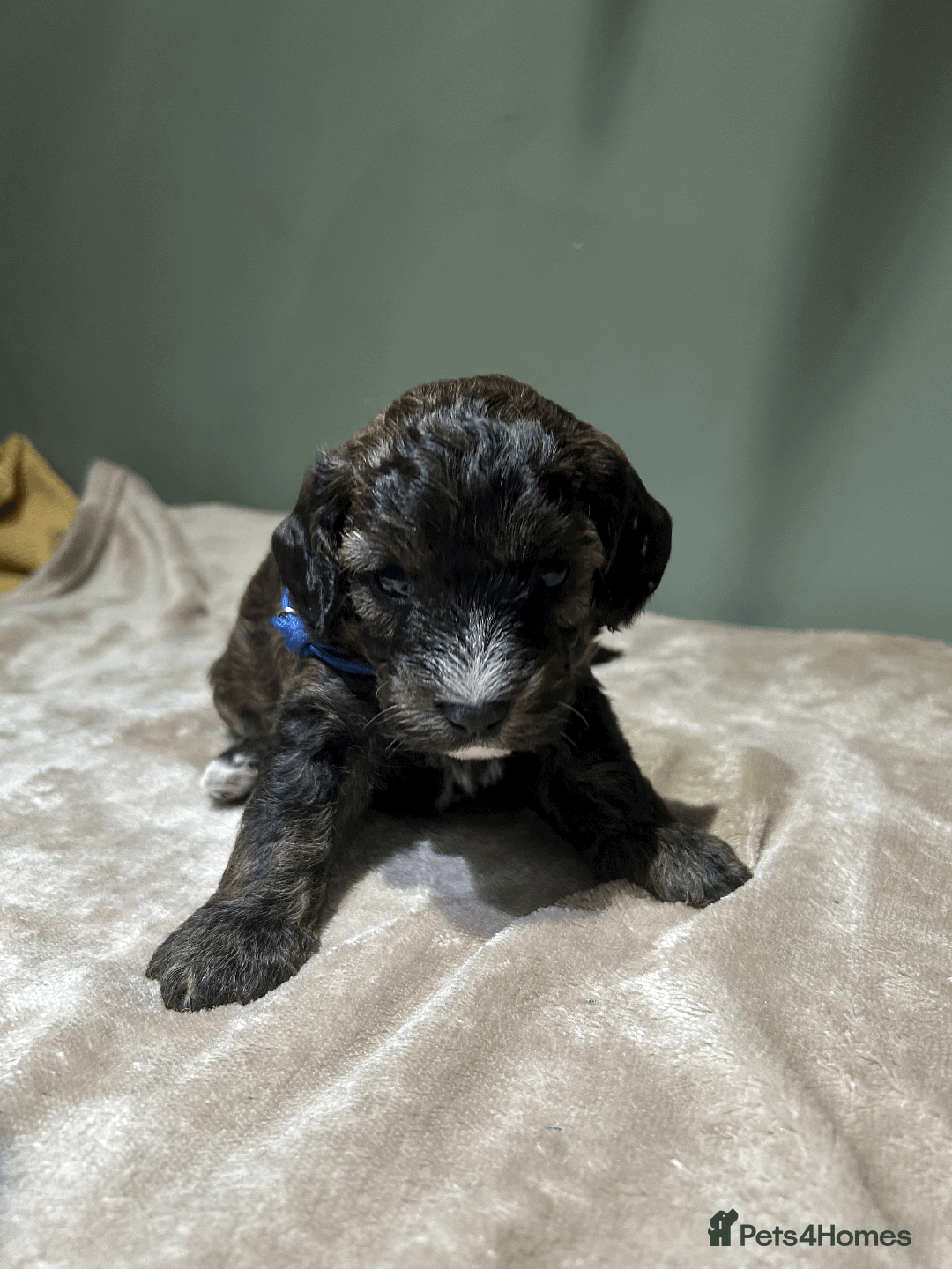 Cavachon dogs for sale: F1 CAVAPOOCHON PUPPIES  - Advert 5