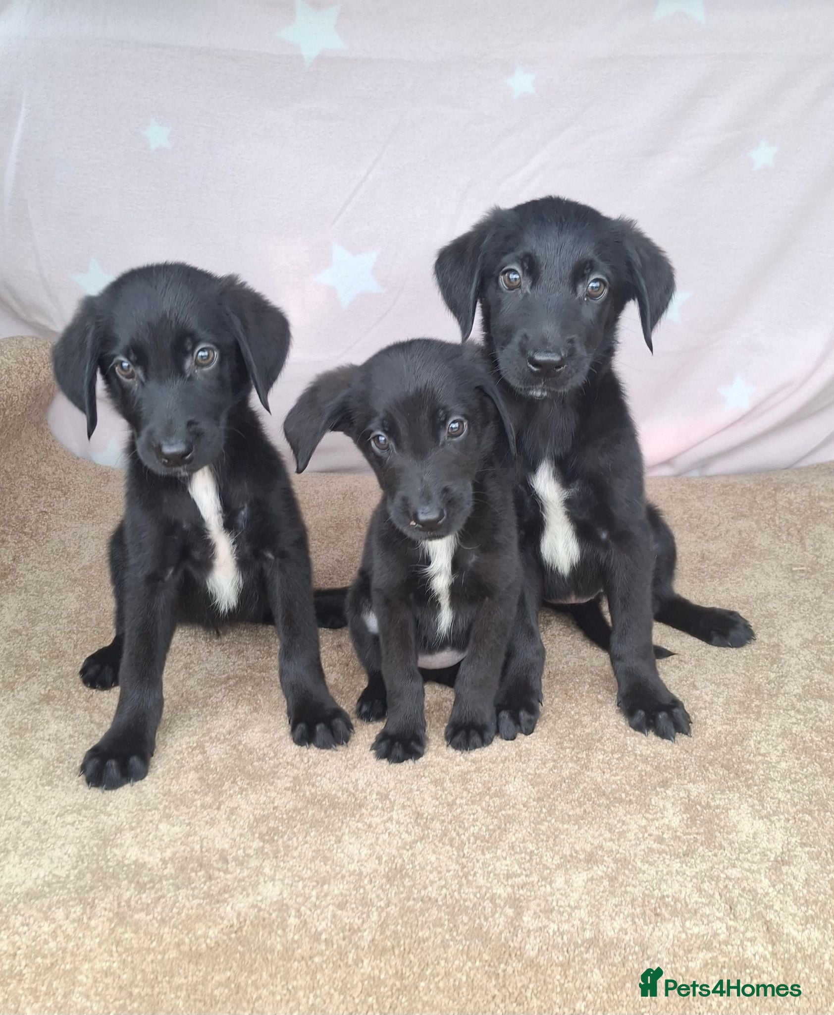 Mixed Breed dogs Flatcoated retriever x border collie puppies - Advert 1