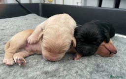 Mixed Breed dogs for sale: 🌟 Exceptional Goldendoodle x Labrador Puppies 🌟 - Image 7