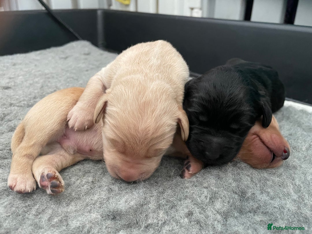 Mixed Breed dogs for sale: 🌟 Exceptional Goldendoodle x Labrador Puppies 🌟 - Image 7