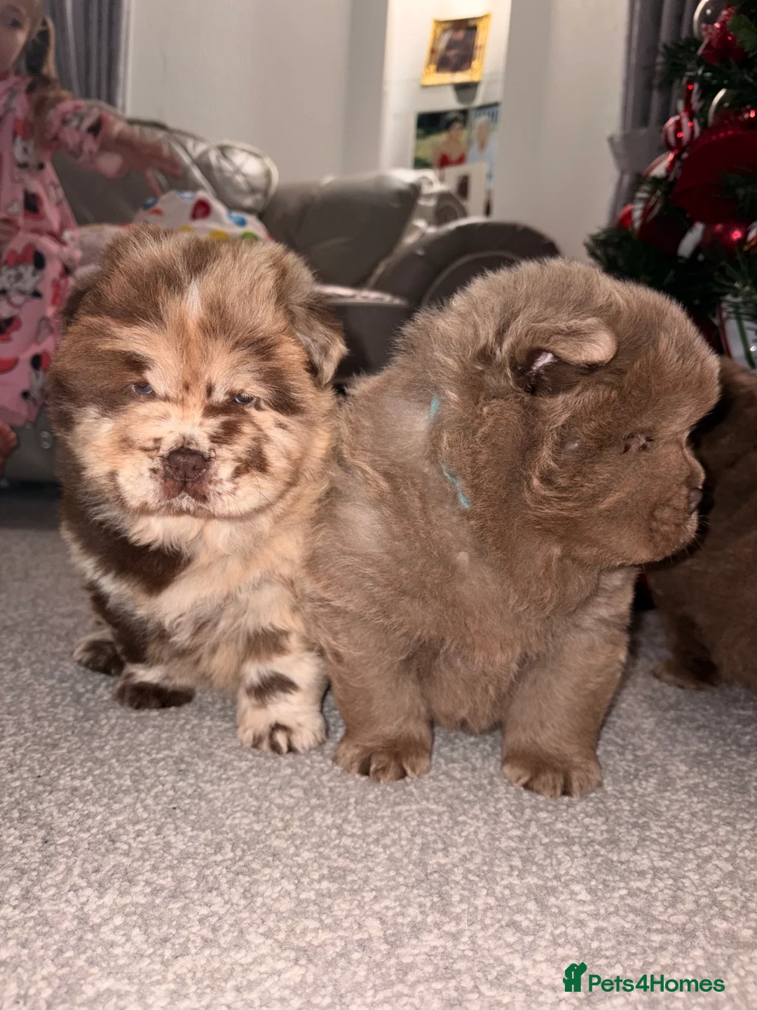 Chow Chow dogs for sale: DWKC Merle Chow chow puppies  - Advert 5