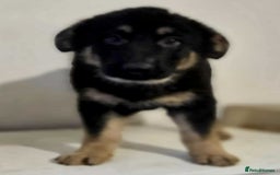 German Shepherd dogs for sale: German shepherd pups  - Image 23