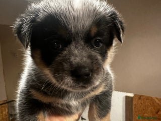 Australian Cattle Dog dogs Absolutely stunning litter!! - Advert 3