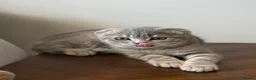 Scottish Fold cats for sale: LAST Scottish Fold – Ready Now - Advert 7